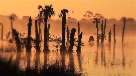 Viera, Florida wetlands. Jim Baker. | Wetland, Local attractions, Favorite places