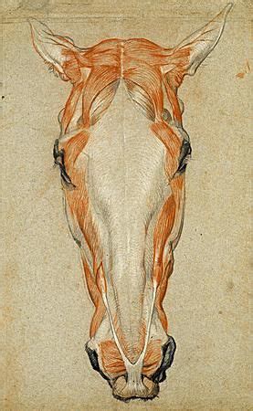 Horse Head Anatomy - Anatomical Charts & Posters