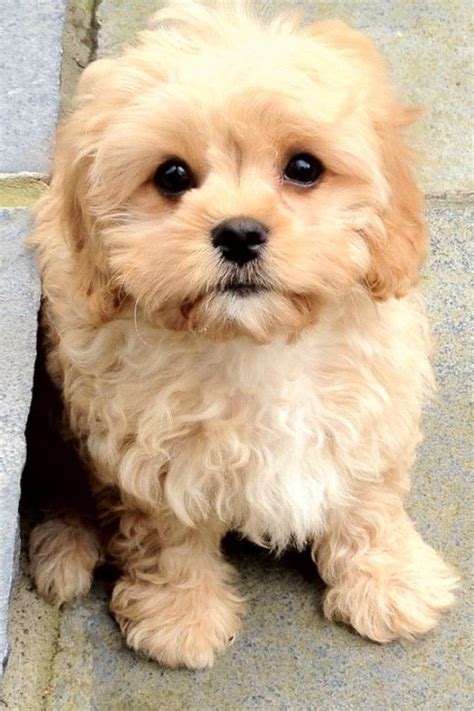 The Top 10 Cutest Mixed Dog Breeds | Toy dog breeds, Puppies, Designer dogs breeds