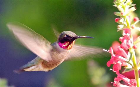 Animated Hummingbird Wallpaper - WallpaperSafari