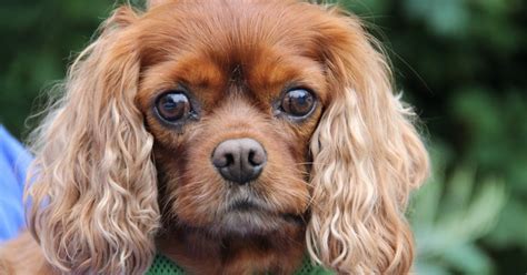 a king charles spaniel who had bladder stones