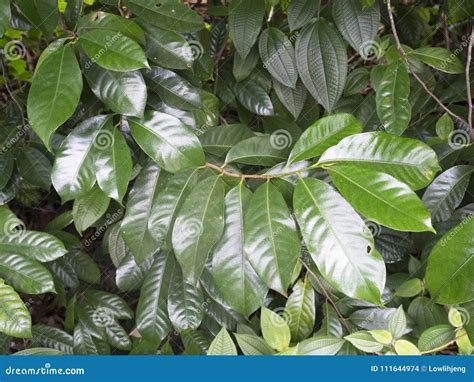 Close Up of Nutmeg a Tree Leaves Stock Photo - Image of balik, condiment: 111644974