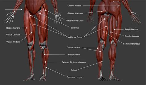 Lower Leg Anatomy Diagram : Leg Muscles Lower Labeled Yahoo источник Search | Bodenewasurk