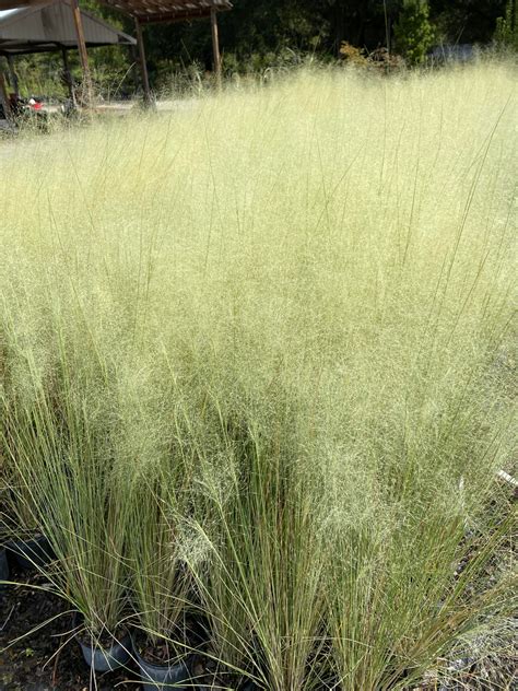 Muhlenbergii capillaris 'White Cloud' White Muhly Grass - Mail Order Natives