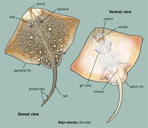 MudChan: Thames Mudlarking: Thornback Ray Spine