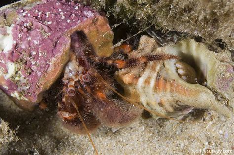 Pagurus sinuatus - Hairy Pink Hermit Crab | ReefLifeSurvey.com