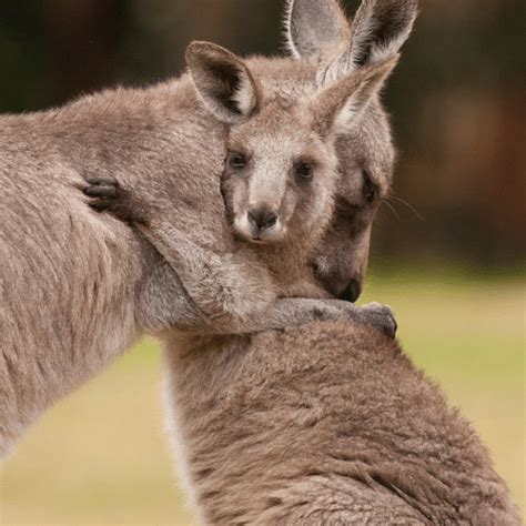 Mental Health - Bega Valley Shire Council