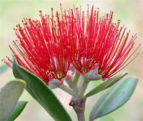 Pohutukawa bloom | Beautiful flowers, Flower images, Pretty flowers