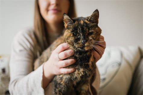 Mit 26 Jahren: Wie die älteste Katze der Welt ein neues Zuhause fand