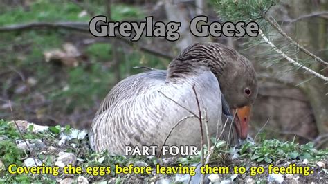 Greylag goose covering eggs to hide them. PART 4 - YouTube