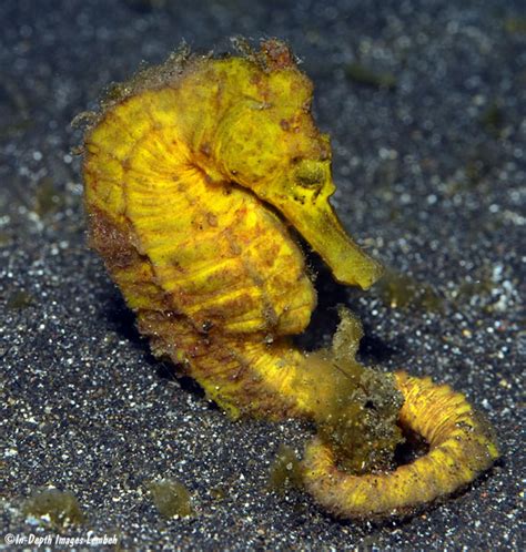 Hippocampus kuda, Lembeh Strait, Sulawesi, Indonesia