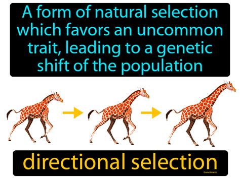 Directional Selection Definition & Image | GameSmartz