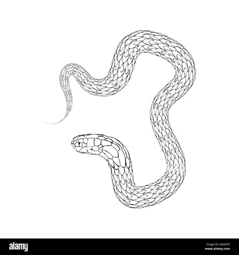 black snake, silhouette, vector outline, symbol 2025, isolated white background Stock Vector ...