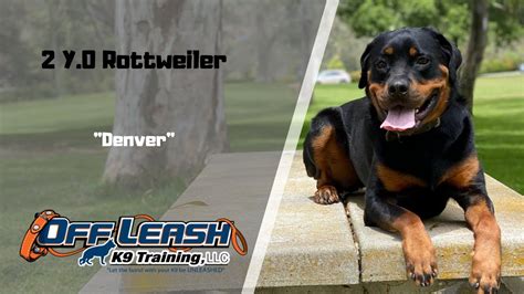 ROTTWEILER / DOG TRAINING - YouTube