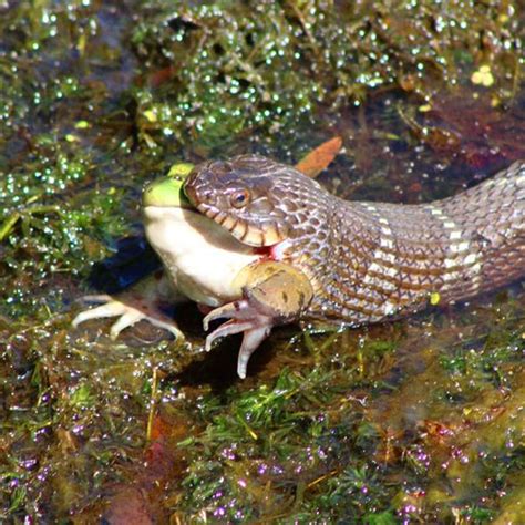 Stunning pictures show the moment a snake dines on a frog | Nature ...