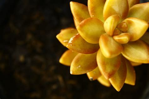 _MG_6345 | Succulent plant | Tiago Vekho | Flickr