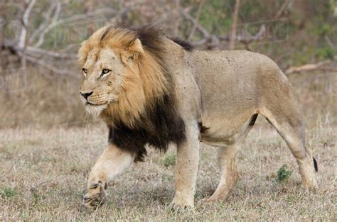 Lion walking in field - Stock Photo - Dissolve