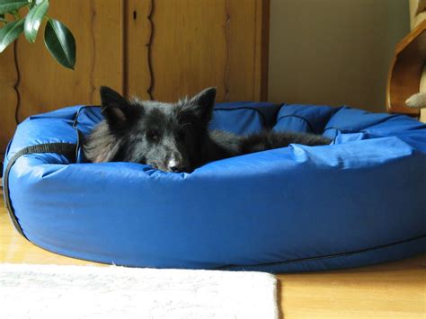 The 9 Best Beds For Senior Dogs