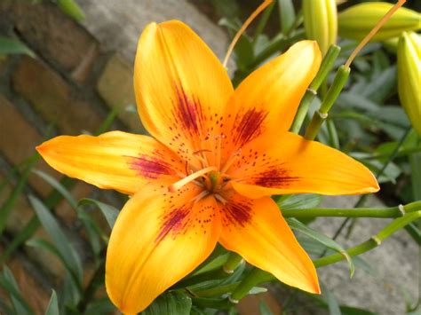 Season of Lilies, Stretching of Faith | Living with great expectation ...