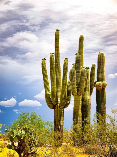 Saguaro Cactus Blossom