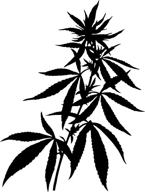 Marijuana clipart draw, Marijuana draw Transparent FREE for download on WebStockReview 2024