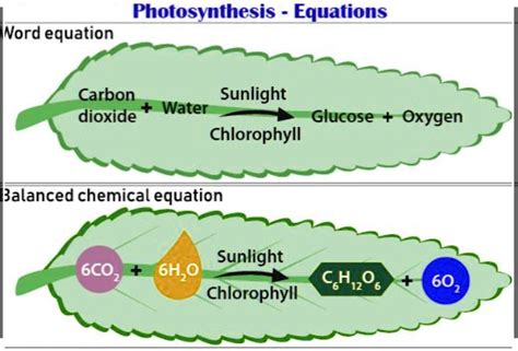 SOLVED: Photosynthesis Equations: Nord equation Carbon dioxide Sunlight Water Glucose ...