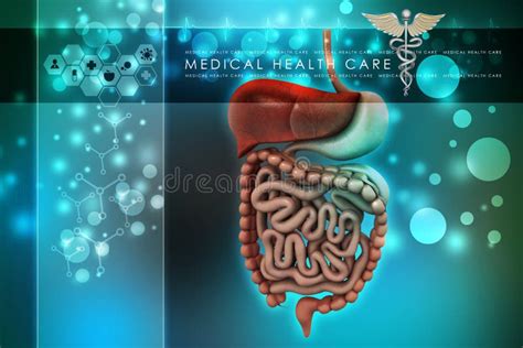 Human digestive system stock illustration. Illustration of healthy - 54514839