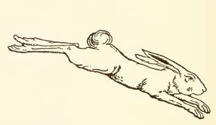 File:Leaping Rabbit Drawing.jpg