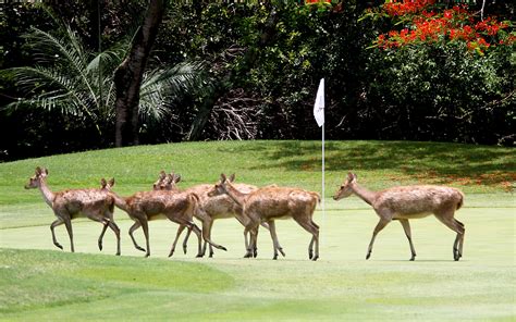 Deer - Friday Funnies: The Animals Of Golf - ESPN