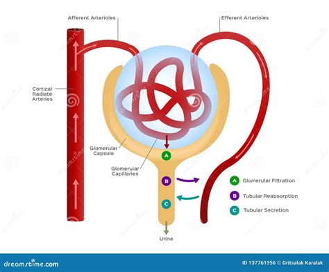 Function Of Nephron Royalty-Free Stock Photo | CartoonDealer.com #107558505