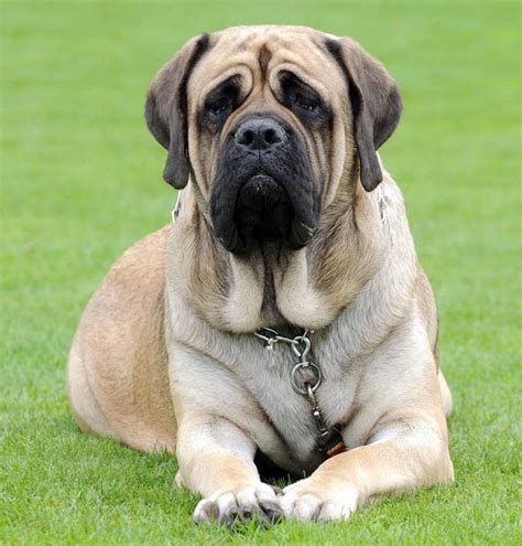 English Mastiff – one of the largest dogs | DinoAnimals.com