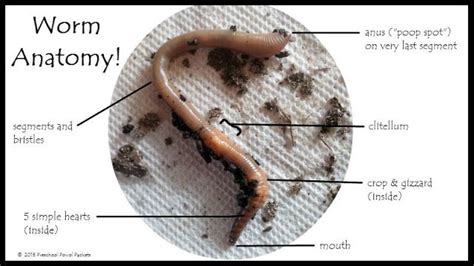 Worm Anatomy Science for Preschoolers! | Preschool science, Worms preschool, Preschool