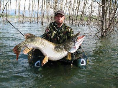 International Fishing News: ITALY: World record size pike caught!