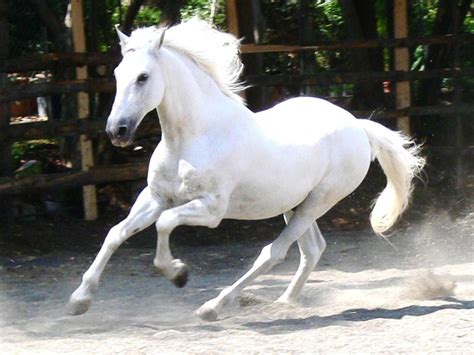 Galloping White Horse HD desktop wallpaper : Widescreen : High Definition : Fullscreen