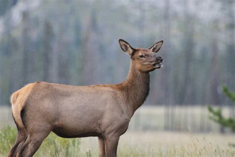 As Female Elk Age, They Learn to Evade Hunters - The New York Times