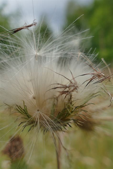 Thistle Seeds Close Up Plant - Free photo on Pixabay - Pixabay