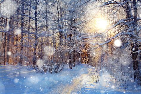 冬天的树林|摄影|风光|cxizx - 原创作品 - 站酷 (ZCOOL)