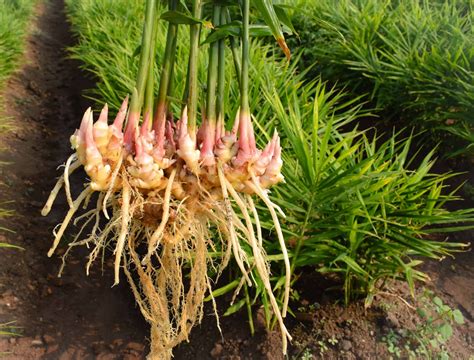 How to Grow Ginger