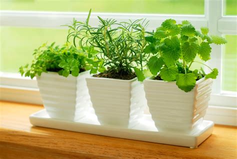 How to Make an Indoor Herb Garden | Design Build Planners