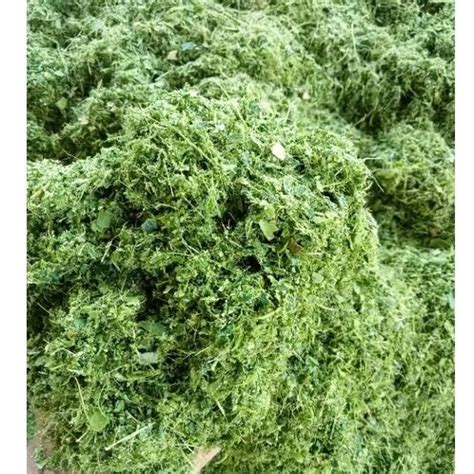 Jual daun jeruk purut kering giling kasar 1kg | Shopee Indonesia