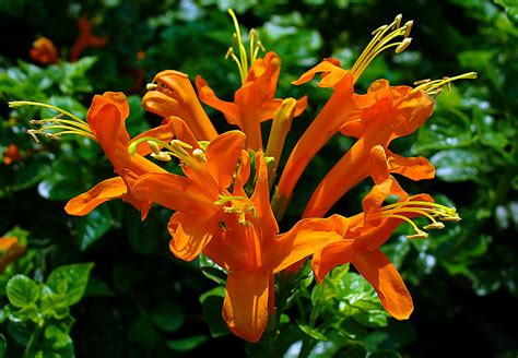 Cape Honeysuckle (Tecoma Capensis) in the Sunlight | Flickr