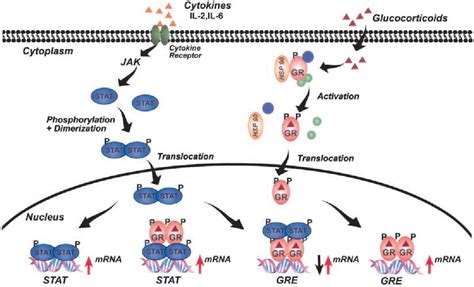 Figure 3 from Mechanisms of glucocorticoid receptor action in noninflammatory and inflammatory ...