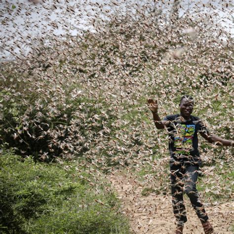 Desert locust swarms further threaten food insecure East Africa - UPI.com