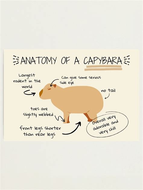 "Anatomy of a capybara" Photographic Print for Sale by sunnySaraV | Redbubble