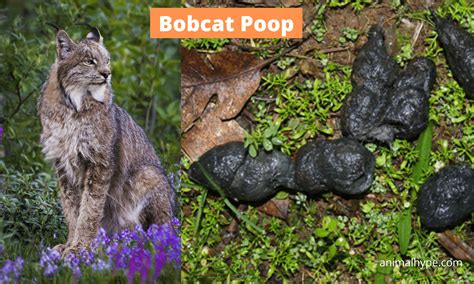 What Does Bobcat Poop Look Like? Bobcat Scat Identification - Animal Hype