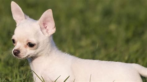 Anfänger Boom Ursprung razas de perros chihuahua Forensische Medizin ...