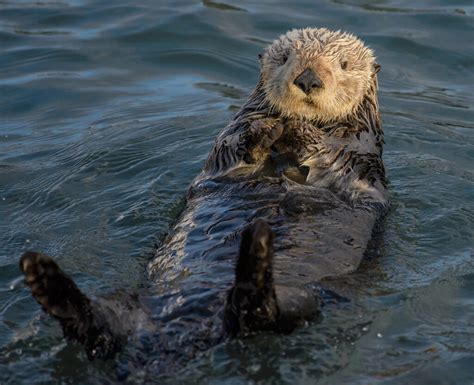 Will Sea Otters Soon Return to San Francisco Bay? | PERC