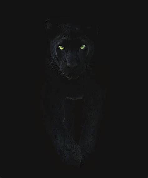 Black Puma Wallpapers - Wallpaper Cave