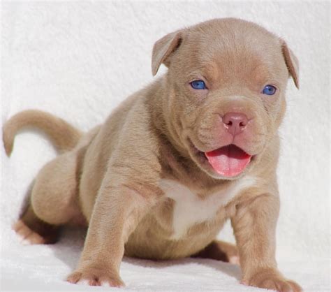 38 Top Images Tri Color Bully Puppies / TRI COLOR AMERICAN BULLY POCKET ...