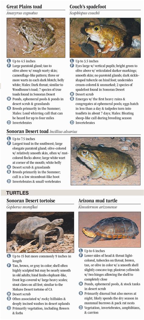 Reptiles & Amphibians of Sonoran Desert – Quick Reference Publishing Retail